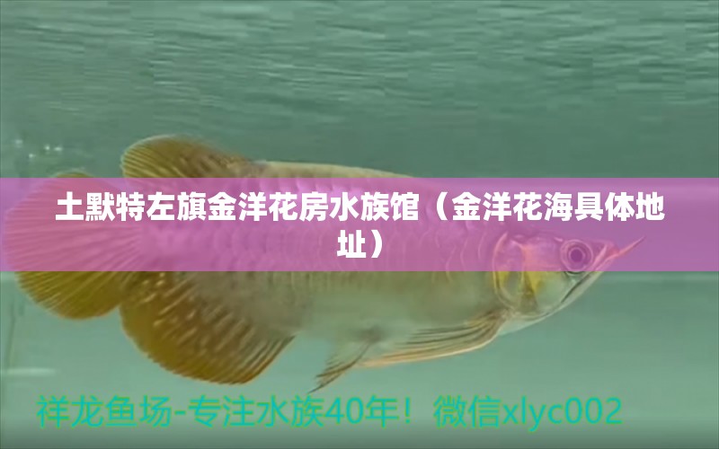 土默特左旗金洋花房水族館（金洋花海具體地址） 全國水族館企業(yè)名錄