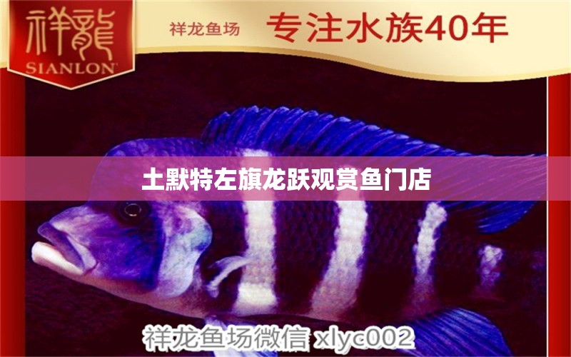 土默特左旗龍躍觀賞魚門店