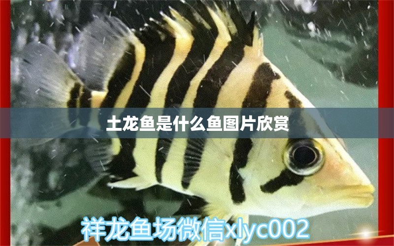 土龍魚是什么魚圖片欣賞