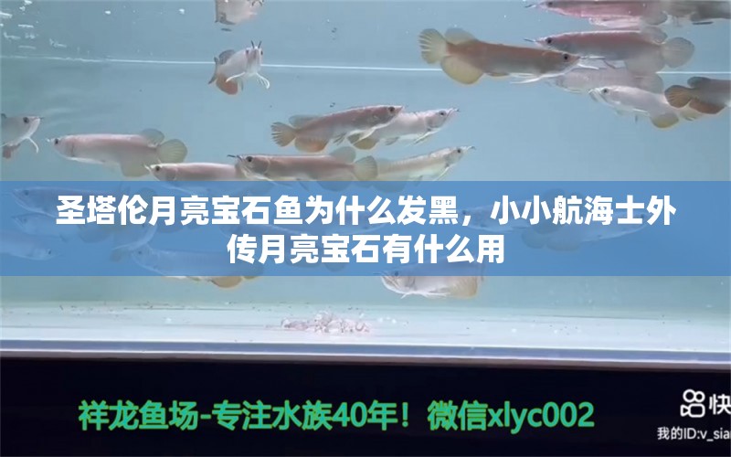 圣塔倫月亮寶石魚為什么發(fā)黑，小小航海士外傳月亮寶石有什么用 觀賞魚 第3張