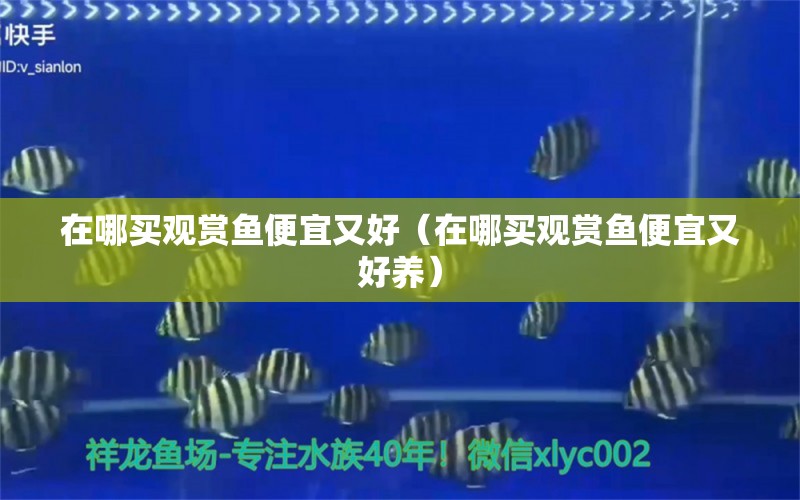 在哪買觀賞魚便宜又好（在哪買觀賞魚便宜又好養(yǎng)） 觀賞魚市場（混養(yǎng)魚）