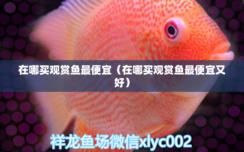 在哪買觀賞魚最便宜（在哪買觀賞魚最便宜又好）