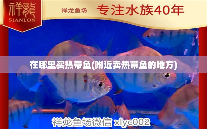 在哪里買熱帶魚(附近賣熱帶魚的地方) 印尼三紋虎