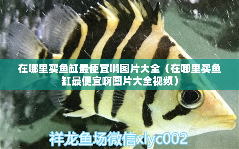 在哪里買魚缸最便宜啊圖片大全（在哪里買魚缸最便宜啊圖片大全視頻）