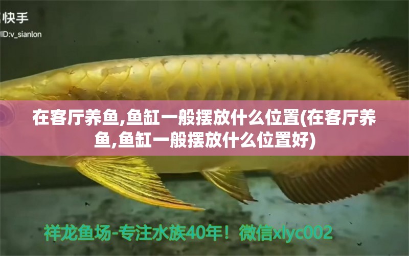 在客廳養(yǎng)魚,魚缸一般擺放什么位置(在客廳養(yǎng)魚,魚缸一般擺放什么位置好) 暹羅巨鯉