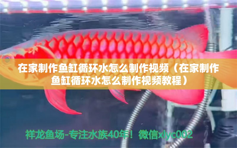 在家制作魚缸循環(huán)水怎么制作視頻（在家制作魚缸循環(huán)水怎么制作視頻教程）