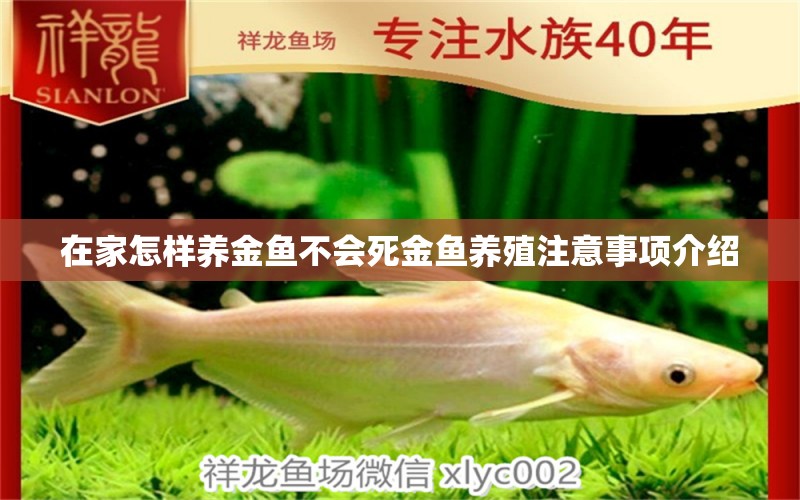 在家怎樣養(yǎng)金魚不會(huì)死金魚養(yǎng)殖注意事項(xiàng)介紹 帝王迷宮 第2張