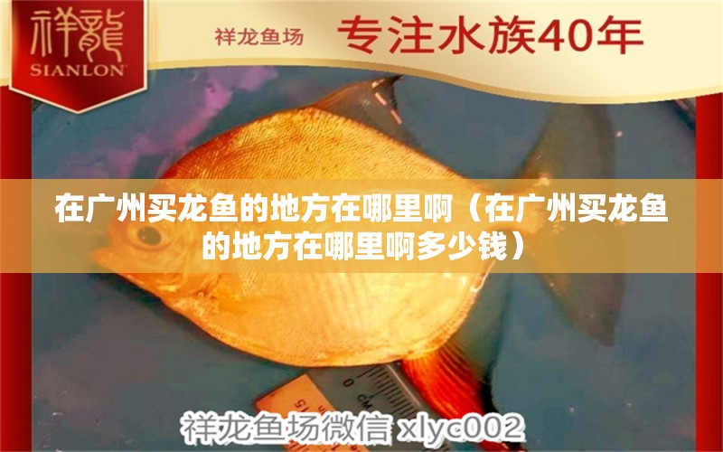 在廣州買(mǎi)龍魚(yú)的地方在哪里?。ㄔ趶V州買(mǎi)龍魚(yú)的地方在哪里啊多少錢(qián)） 祥龍水族醫(yī)院