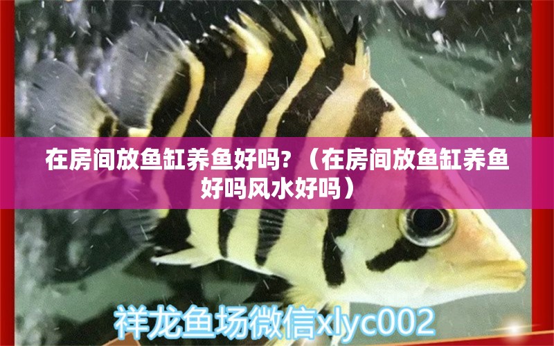 在房間放魚缸養(yǎng)魚好嗎? （在房間放魚缸養(yǎng)魚好嗎風(fēng)水好嗎） 魚缸風(fēng)水 第1張