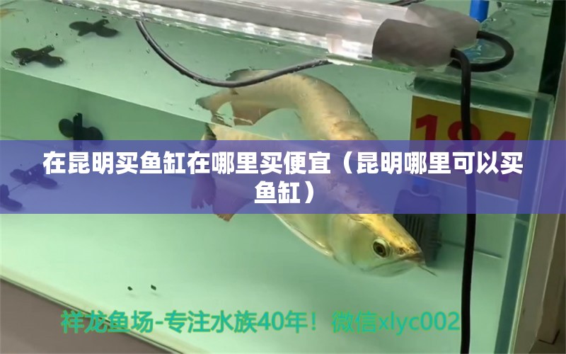 在昆明買魚缸在哪里買便宜（昆明哪里可以買魚缸）