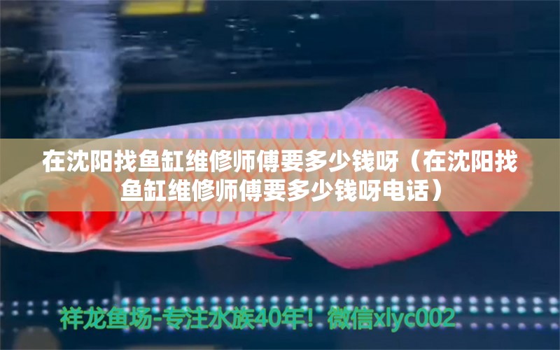 在沈陽(yáng)找魚(yú)缸維修師傅要多少錢(qián)呀（在沈陽(yáng)找魚(yú)缸維修師傅要多少錢(qián)呀電話）