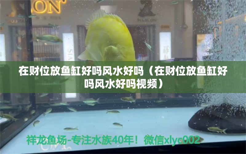 在財位放魚缸好嗎風(fēng)水好嗎（在財位放魚缸好嗎風(fēng)水好嗎視頻）