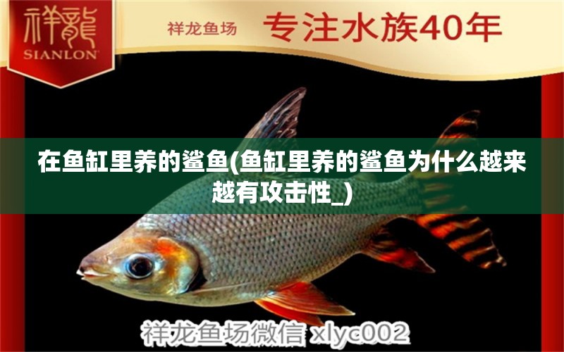 在魚(yú)缸里養(yǎng)的鯊魚(yú)(魚(yú)缸里養(yǎng)的鯊魚(yú)為什么越來(lái)越有攻擊性_) 觀賞魚(yú)市場(chǎng)