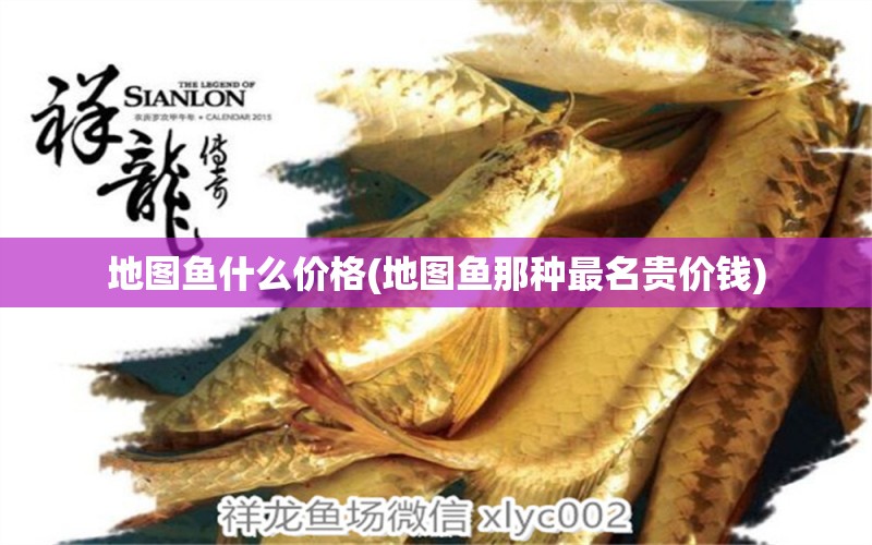 地圖魚什么價格(地圖魚那種最名貴價錢) 稀有金龍魚