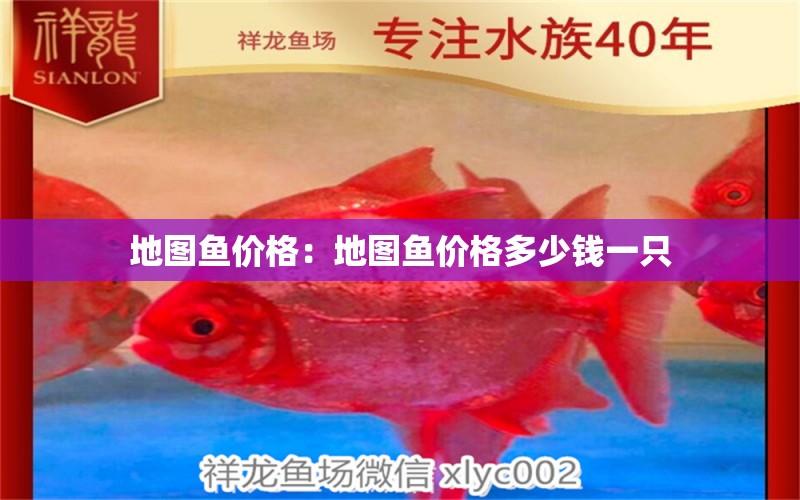 地圖魚價格：地圖魚價格多少錢一只 白化火箭魚