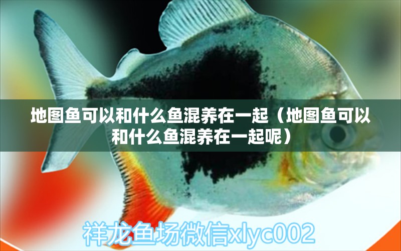 地圖魚可以和什么魚混養(yǎng)在一起（地圖魚可以和什么魚混養(yǎng)在一起呢）