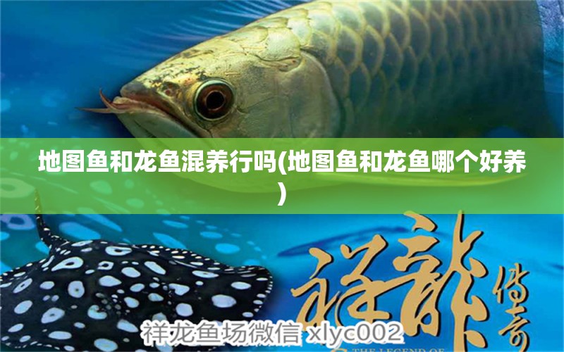 地圖魚和龍魚混養(yǎng)行嗎(地圖魚和龍魚哪個好養(yǎng)) 蝴蝶鯉