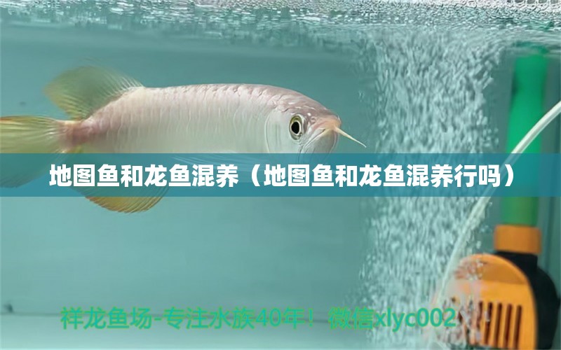 地圖魚和龍魚混養(yǎng)（地圖魚和龍魚混養(yǎng)行嗎）