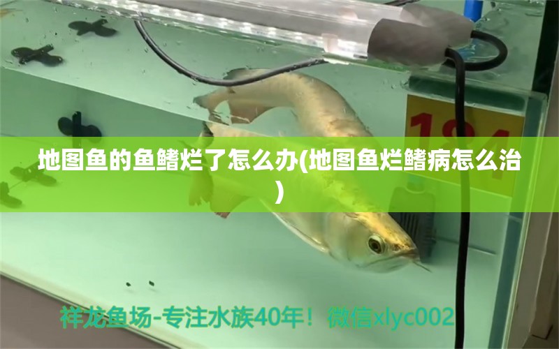 地圖魚的魚鰭爛了怎么辦(地圖魚爛鰭病怎么治)