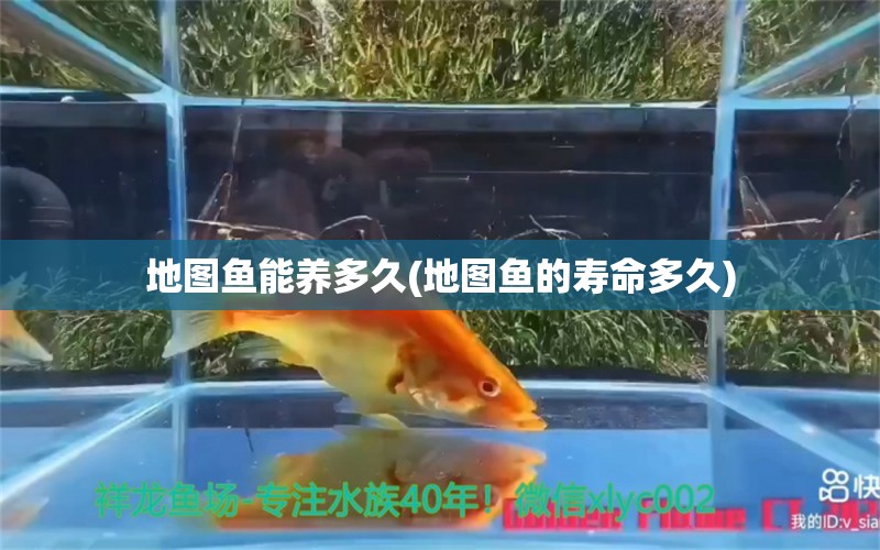 地圖魚能養(yǎng)多久(地圖魚的壽命多久) 觀賞魚市場(chǎng)（混養(yǎng)魚） 第2張