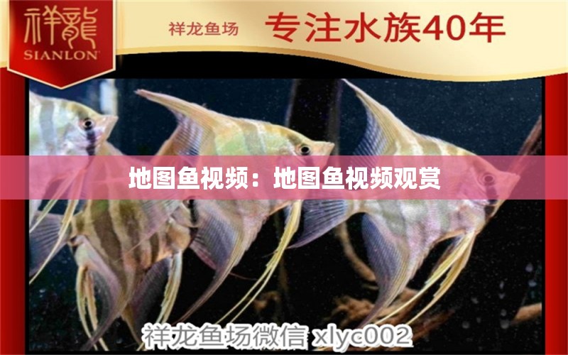 地圖魚視頻：地圖魚視頻觀賞 印尼紅龍魚