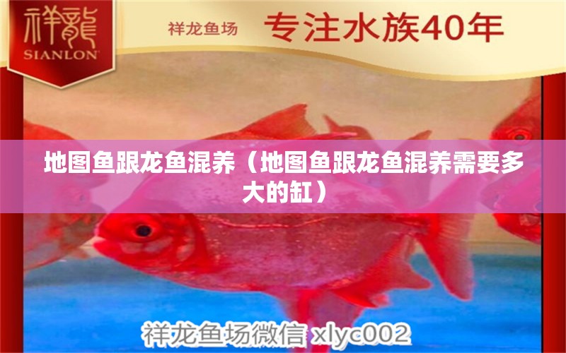 地圖魚跟龍魚混養(yǎng)（地圖魚跟龍魚混養(yǎng)需要多大的缸）