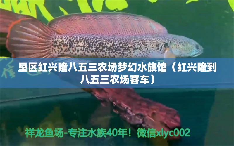 墾區(qū)紅興隆八五三農(nóng)場夢幻水族館（紅興隆到八五三農(nóng)場客車）