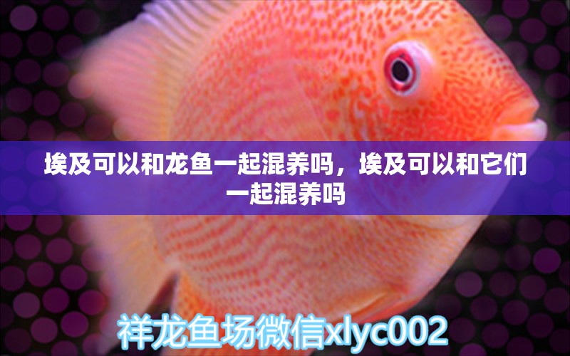 埃及可以和龍魚一起混養(yǎng)嗎，埃及可以和它們一起混養(yǎng)嗎 黑影道人魚