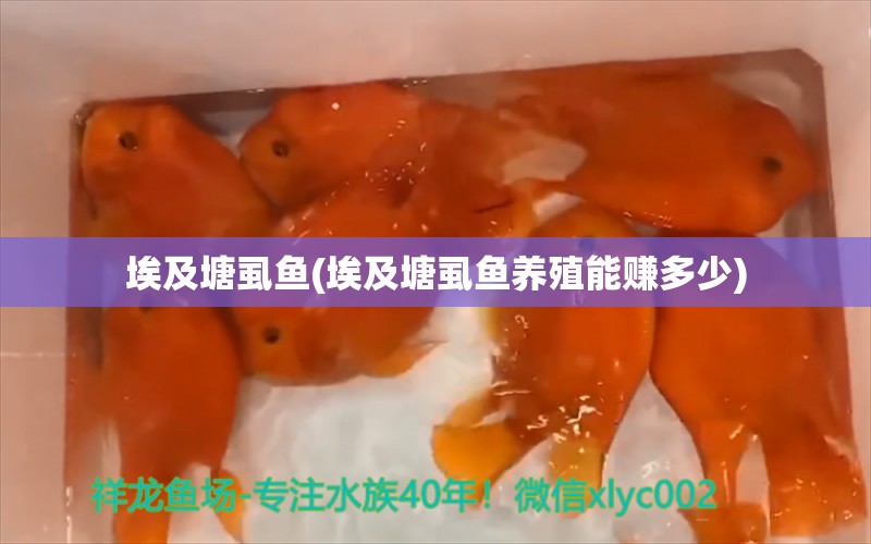 埃及塘虱魚(yú)(埃及塘虱魚(yú)養(yǎng)殖能賺多少) 祥龍金禾金龍魚(yú)