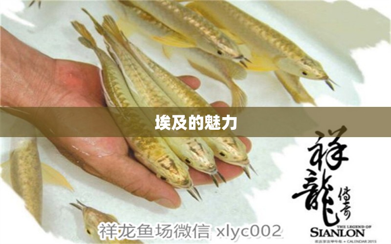 埃及的魅力 觀賞魚論壇 第2張