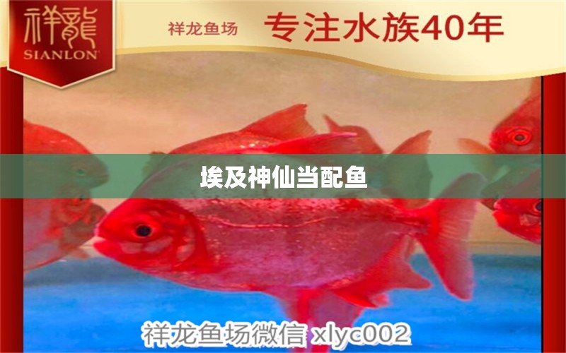 埃及神仙當(dāng)配魚 埃及神仙魚