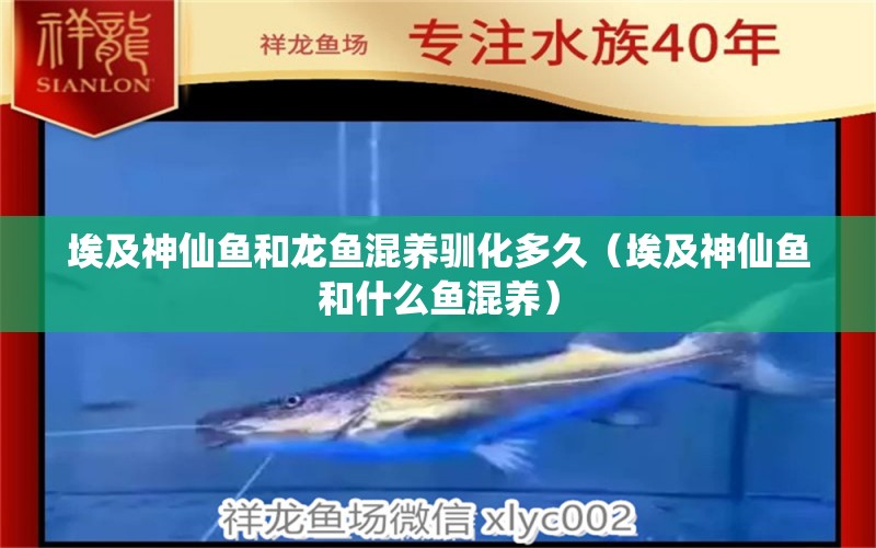 埃及神仙魚(yú)和龍魚(yú)混養(yǎng)馴化多久（埃及神仙魚(yú)和什么魚(yú)混養(yǎng)）