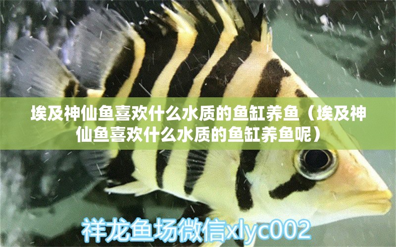 埃及神仙魚喜歡什么水質(zhì)的魚缸養(yǎng)魚（埃及神仙魚喜歡什么水質(zhì)的魚缸養(yǎng)魚呢）