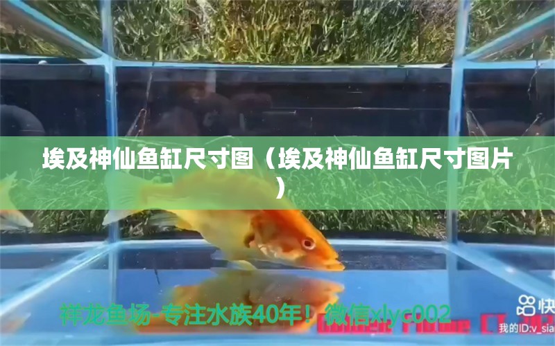 埃及神仙魚缸尺寸圖（埃及神仙魚缸尺寸圖片）