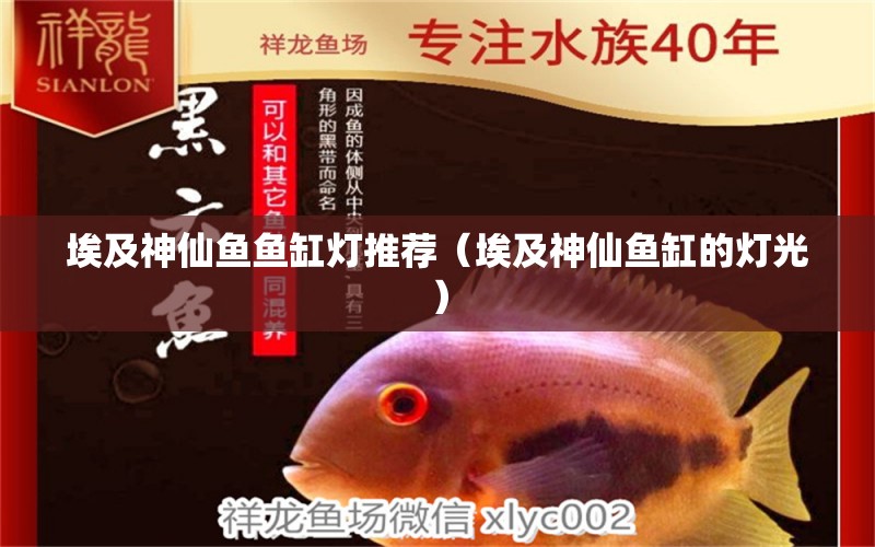 埃及神仙魚魚缸燈推薦（埃及神仙魚缸的燈光）