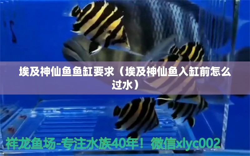 埃及神仙魚魚缸要求（埃及神仙魚入缸前怎么過水）