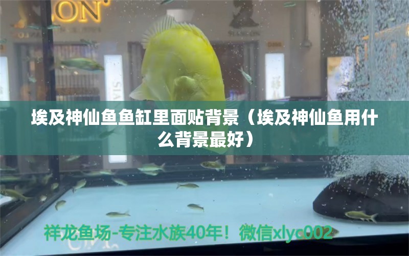 埃及神仙魚魚缸里面貼背景（埃及神仙魚用什么背景最好） 埃及神仙魚