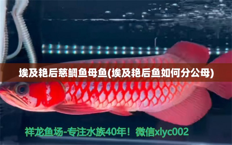 埃及艷后慈鯛魚母魚(埃及艷后魚如何分公母) 大正錦鯉魚