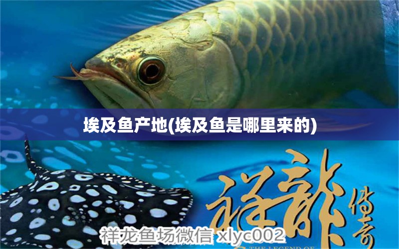 埃及魚產(chǎn)地(埃及魚是哪里來的) 白子銀龍魚苗