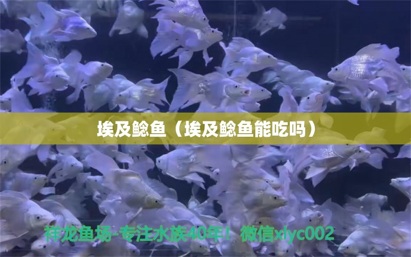 埃及鯰魚(yú)（埃及鯰魚(yú)能吃嗎）