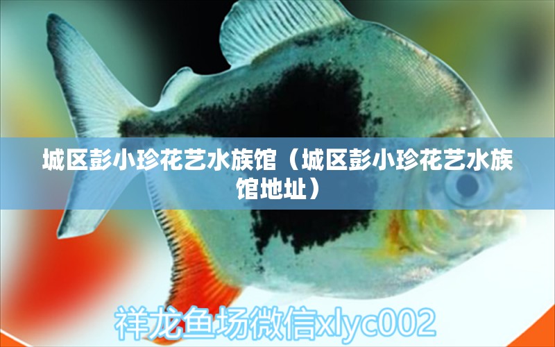 城區(qū)彭小珍花藝水族館（城區(qū)彭小珍花藝水族館地址）