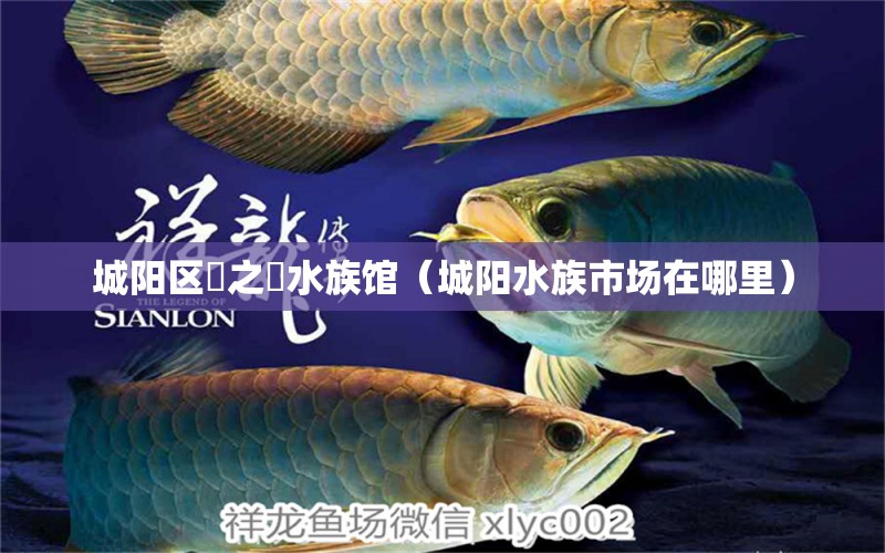 城陽(yáng)區(qū)犇之犇水族館（城陽(yáng)水族市場(chǎng)在哪里）