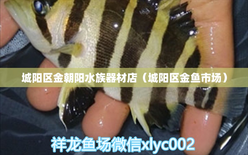 城陽區(qū)金朝陽水族器材店（城陽區(qū)金魚市場）