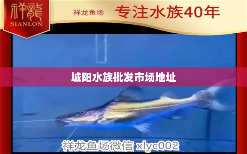 城陽水族批發(fā)市場地址 觀賞魚水族批發(fā)市場