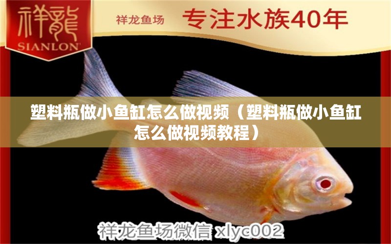 塑料瓶做小魚缸怎么做視頻（塑料瓶做小魚缸怎么做視頻教程）