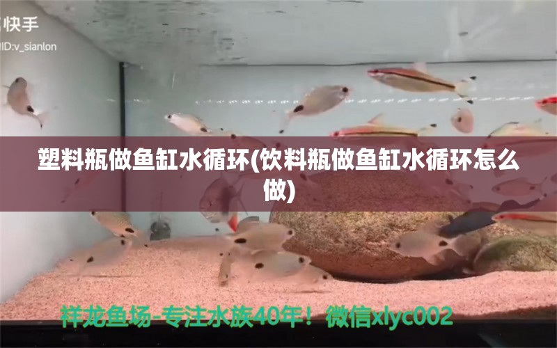 塑料瓶做魚缸水循環(huán)(飲料瓶做魚缸水循環(huán)怎么做) 綠皮皇冠豹魚 第2張