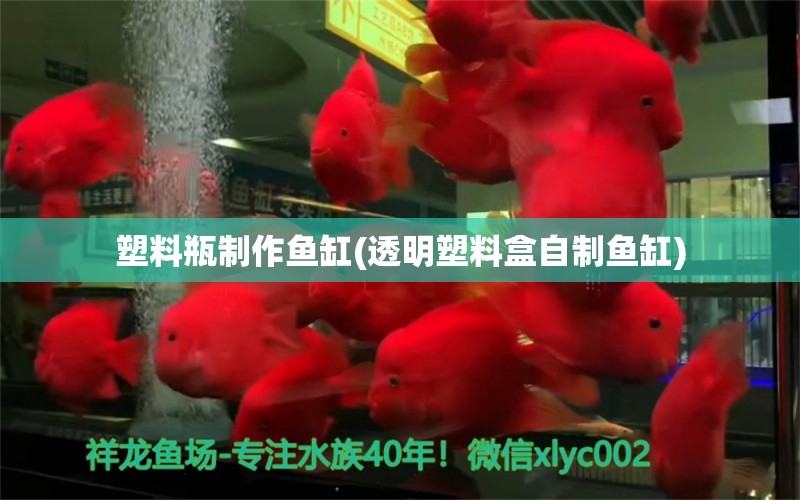 塑料瓶制作魚缸(透明塑料盒自制魚缸) 觀賞魚市場