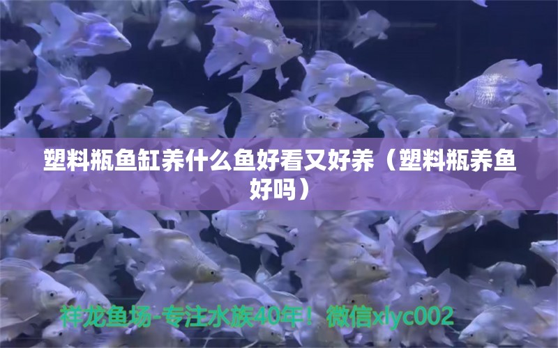 塑料瓶魚缸養(yǎng)什么魚好看又好養(yǎng)（塑料瓶養(yǎng)魚好嗎）