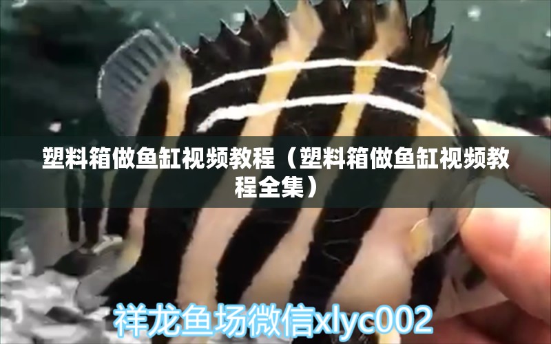 塑料箱做魚(yú)缸視頻教程（塑料箱做魚(yú)缸視頻教程全集） 量子養(yǎng)魚(yú)技術(shù)