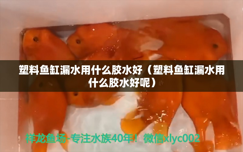 塑料魚缸漏水用什么膠水好（塑料魚缸漏水用什么膠水好呢）